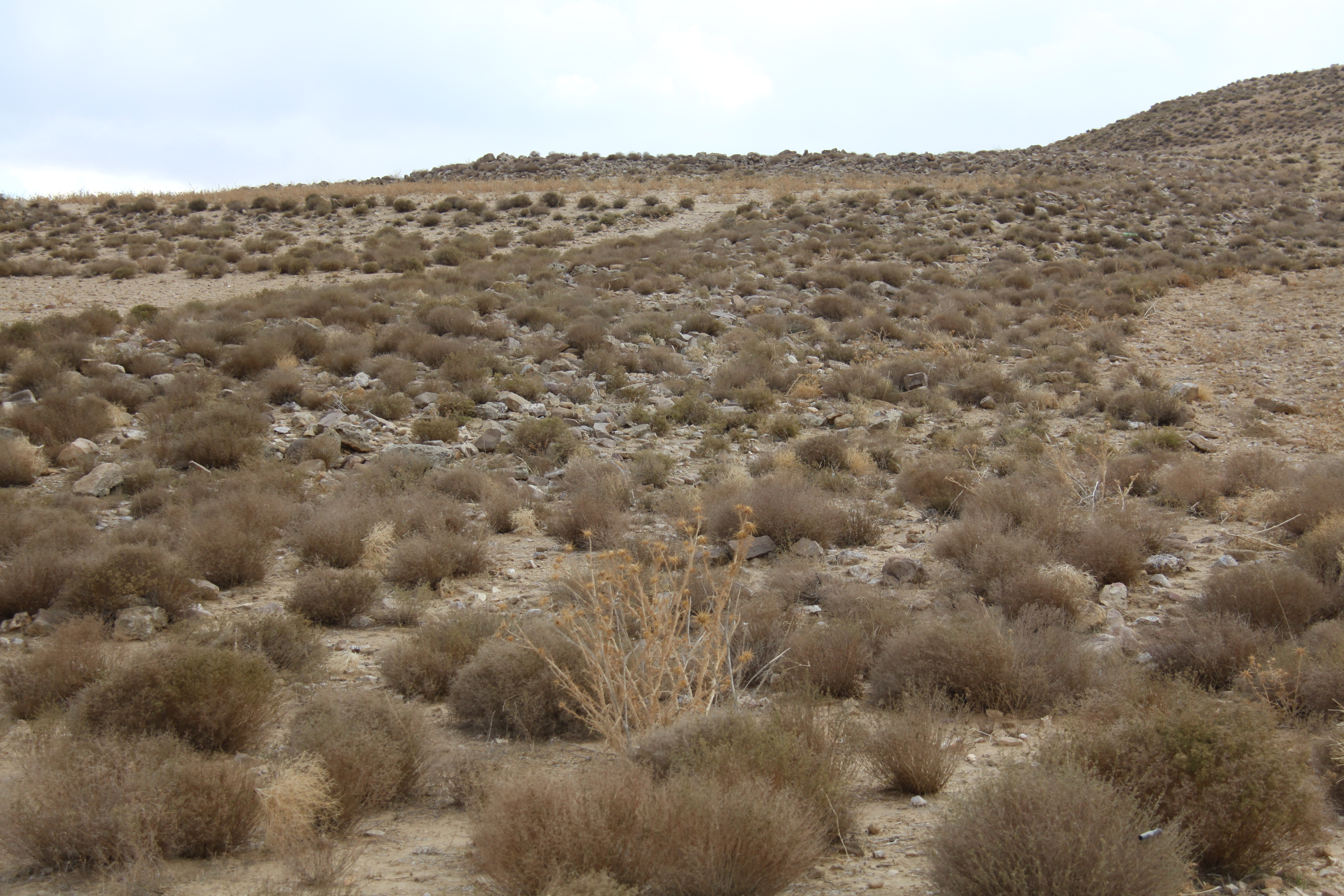 صورة 101