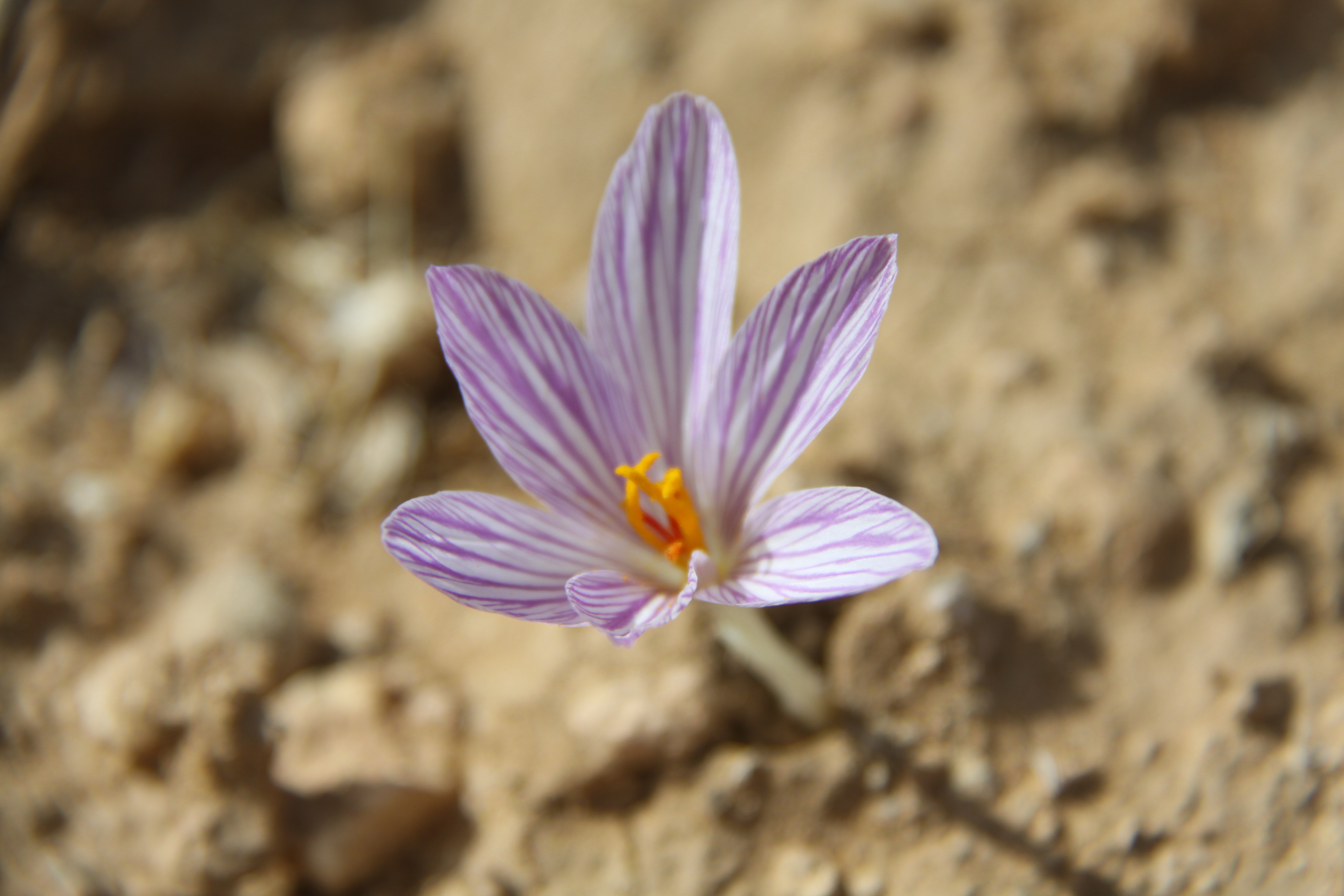 صورة 80